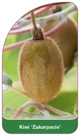 etykieta-szkolkarska-kiwi-zakarpacie