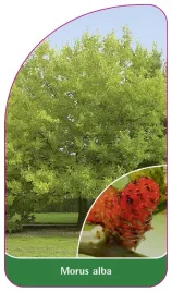 etykieta-szkolkarska-morus-alba-owoc-czerwony