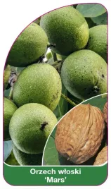 etykieta-szkolkarska-orzech-wloski-mars