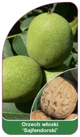 etykieta-szkolkarska-orzech-wloski-sajfendorski