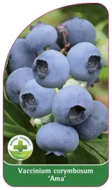 etykieta-szkolkarska-borowka-ama-standard