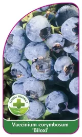 etykieta-szkolkarska-borowka-biloxi-mini