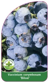 etykieta-szkolkarska-borowka-biloxi-standard