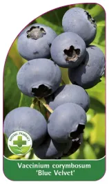 etykieta-szkolkarska-borowka-blue-velvet-standard