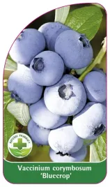 etykieta-szkolkarska-borowka-bluecrop-standard