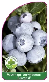 etykieta-szkolkarska-borowka-bluegold-mini