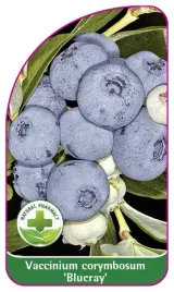 etykieta-szkolkarska-borowka-blueray-mini