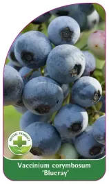 etykieta-szkolkarska-borowka-blueray-standard