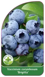 etykieta-szkolkarska-borowka-brigitta-standard