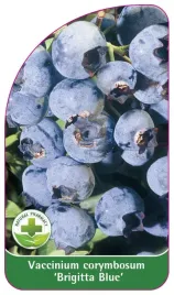 etykieta-szkolkarska-borowka-brigitta-blue-standard