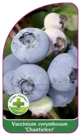 etykieta-szkolkarska-borowka-chanticleer-mini