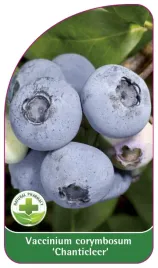 etykieta-szkolkarska-borowka-chanticleer-standard