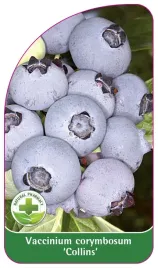 etykieta-szkolkarska-borowka-collins-standard