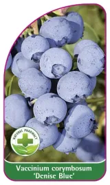 etykieta-szkolkarska-borowka-denise-blue-mini