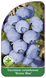 etykieta-szkolkarska-borowka-denise-blue-standard