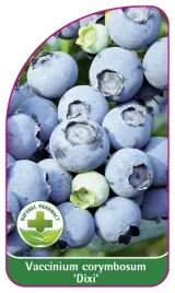 etykieta-szkolkarska-borowka-dixi-mini