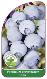 etykieta-szkolkarska-borowka-duke-mini