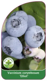 etykieta-szkolkarska-borowka-elliot-standard