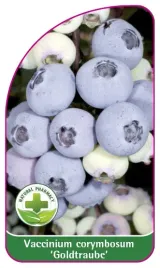 etykieta-szkolkarska-borowka-goldtraube-mini