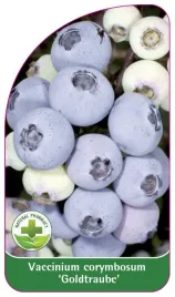 etykieta-szkolkarska-borowka-goldtraube-standard