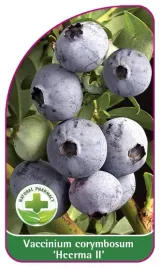 etykieta-szkolkarska-borowka-heerma-ii-mini