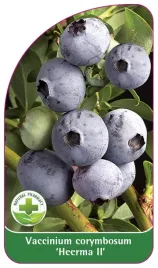 etykieta-szkolkarska-borowka-heerma-ii-standard