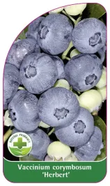 etykieta-szkolkarska-borowka-herbert-standard