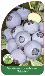 etykieta-szkolkarska-borowka-meader-standard