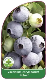 etykieta-szkolkarska-borowka-nelson-standard