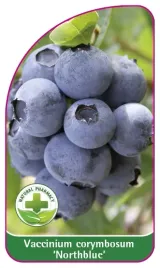 etykieta-szkolkarska-borowka-northblue-mini