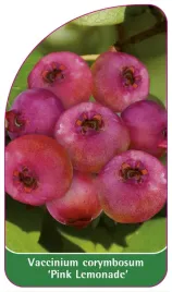 etykieta-szkolkarska-borowka-pink-lemonade-b-standard