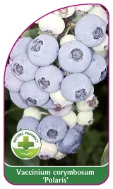 etykieta-szkolkarska-borowka-polaris-mini