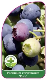 etykieta-szkolkarska-borowka-puru-mini