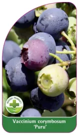 etykieta-szkolkarska-borowka-puru-standard