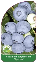 etykieta-szkolkarska-borowka-spartan-standard