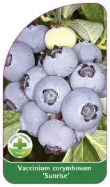 etykieta-szkolkarska-borowka-sunrise-standard