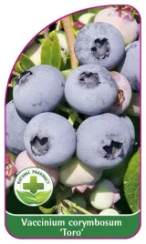 etykieta-szkolkarska-borowka-toro-mini