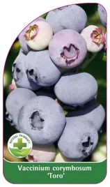 etykieta-szkolkarska-borowka-toro-standard