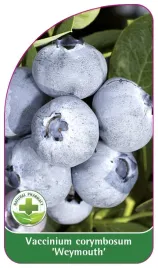 etykieta-szkolkarska-borowka-weymouth-standard