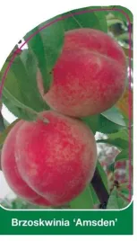 etykieta-szkolkarska-brzoskwinia-amsden