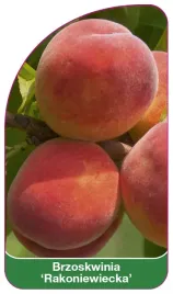 etykieta-szkolkarska-brzoskwinia-rakoniewiecka-a