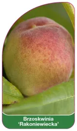 etykieta-szkolkarska-brzoskwinia-rakoniewiecka-b