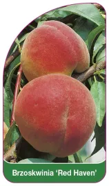 etykieta-szkolkarska-brzoskwinia-red-haven