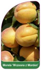 etykieta-szkolkarska-morela-wczesna-z-morden