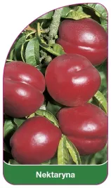 etykieta-szkolkarska-nektaryna