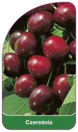 etykieta-szkolkarska-czeresnia-czerwona