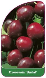 etykieta-szkolkarska-czeresnia-burlat