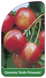 etykieta-szkolkarska-czeresnia-grosse-prinzessin
