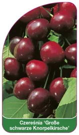 etykieta-szkolkarska-czeresnia-grosse-schwarze-knorpelkirsche