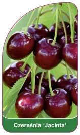 etykieta-szkolkarska-czeresnia-jacinta